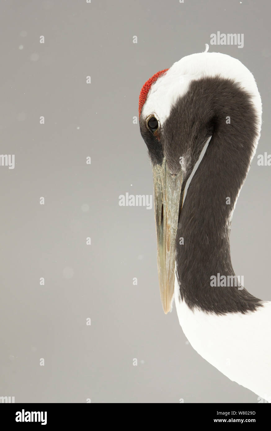 Grue du Japon (Grus japonensis) Hokkiado, Japon, février Banque D'Images