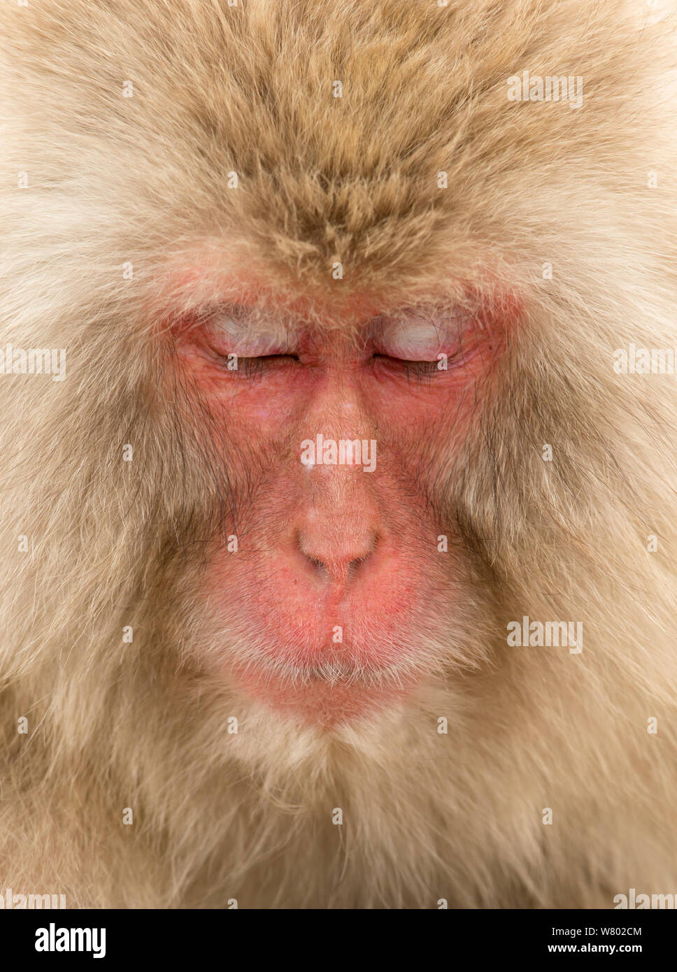 Snow monkey (Macaca fuscata) close up avec les yeux jeta, Nagano, Japon, février Banque D'Images