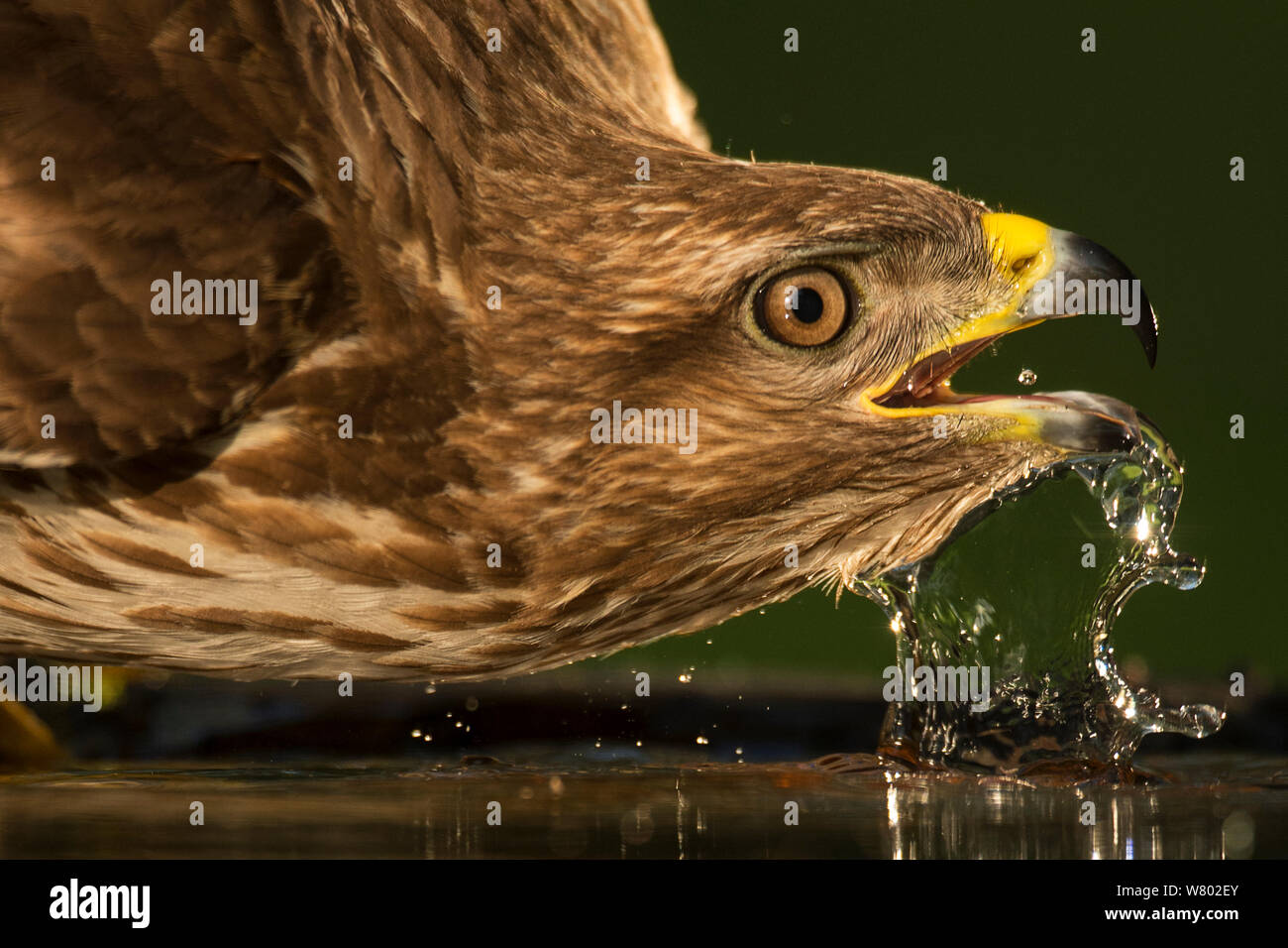 Eurasienne commune buzzard (Buteo buteo) prendre un verre, l'eau potable, Pusztaszer paysage protégé, Kiskunsagi, Hongrie, Mai Banque D'Images