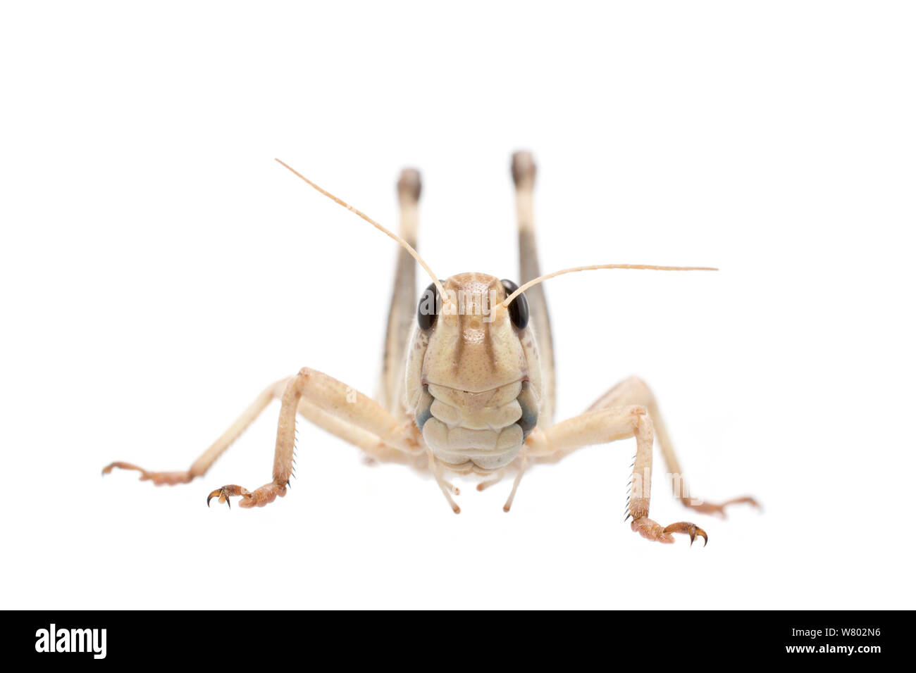 Criquet migrateur (Locusta migratoria) mâle, captive, se produit dans l'Eurasie, de l'Australasie et de l'Afrique, projet d'Meetyourneighbors.net Banque D'Images