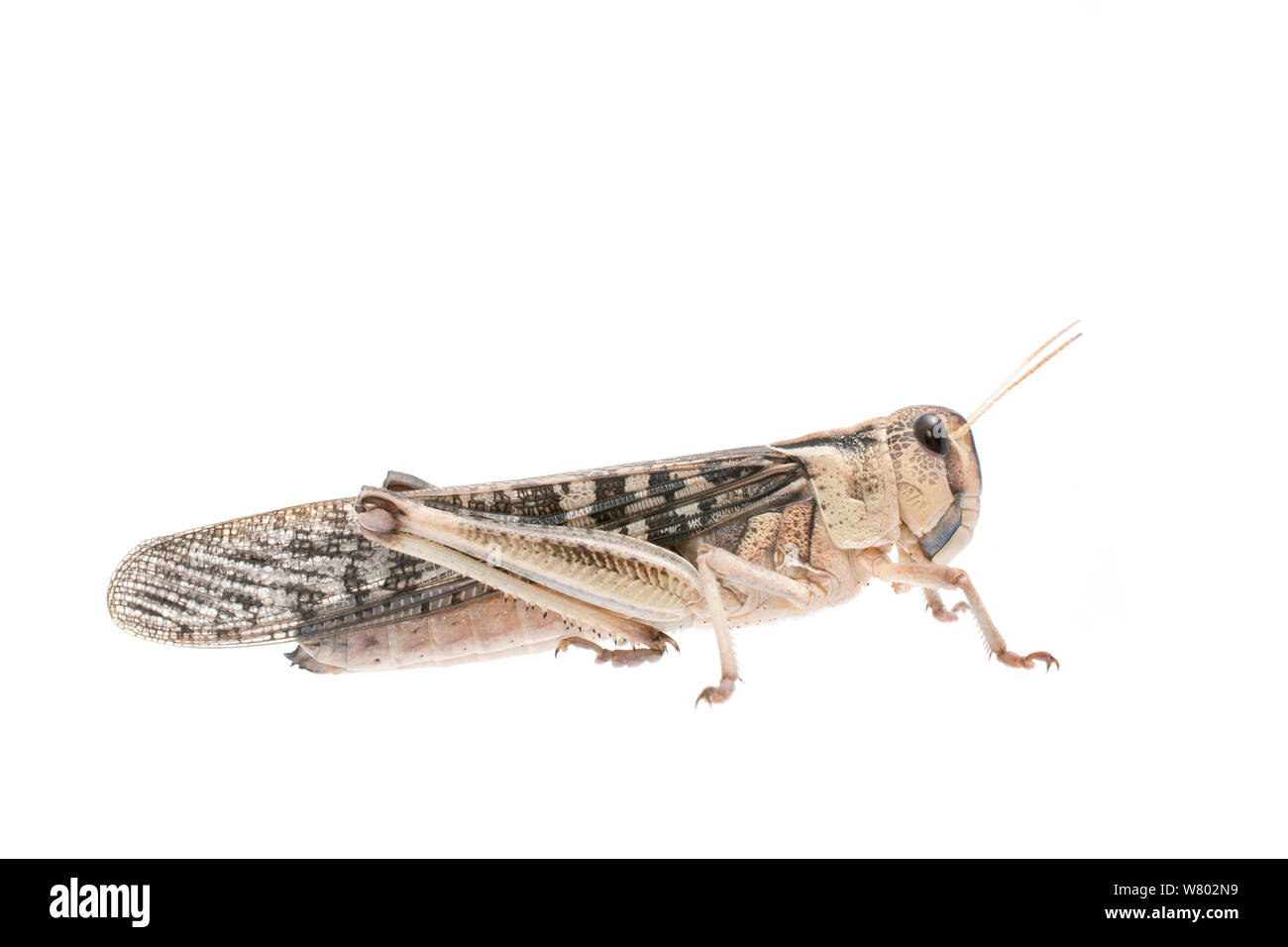 Criquet migrateur (Locusta migratoria) féminin, captive, se produit dans l'Eurasie, de l'Australasie et de l'Afrique, projet d'Meetyourneighbors.net Banque D'Images