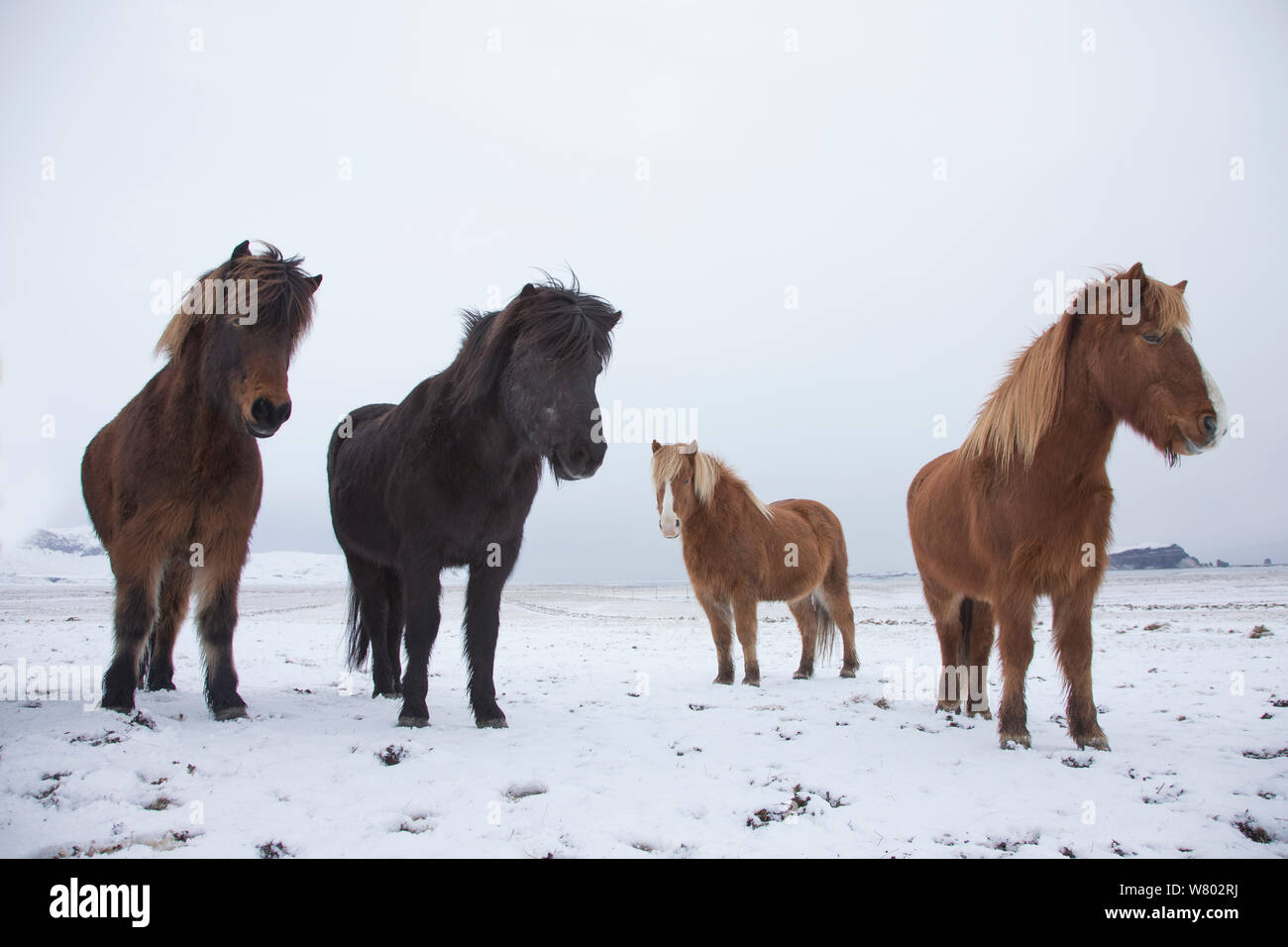 Cheval islandais, groupe de quatre en hiver, l'Islande, mars. Banque D'Images