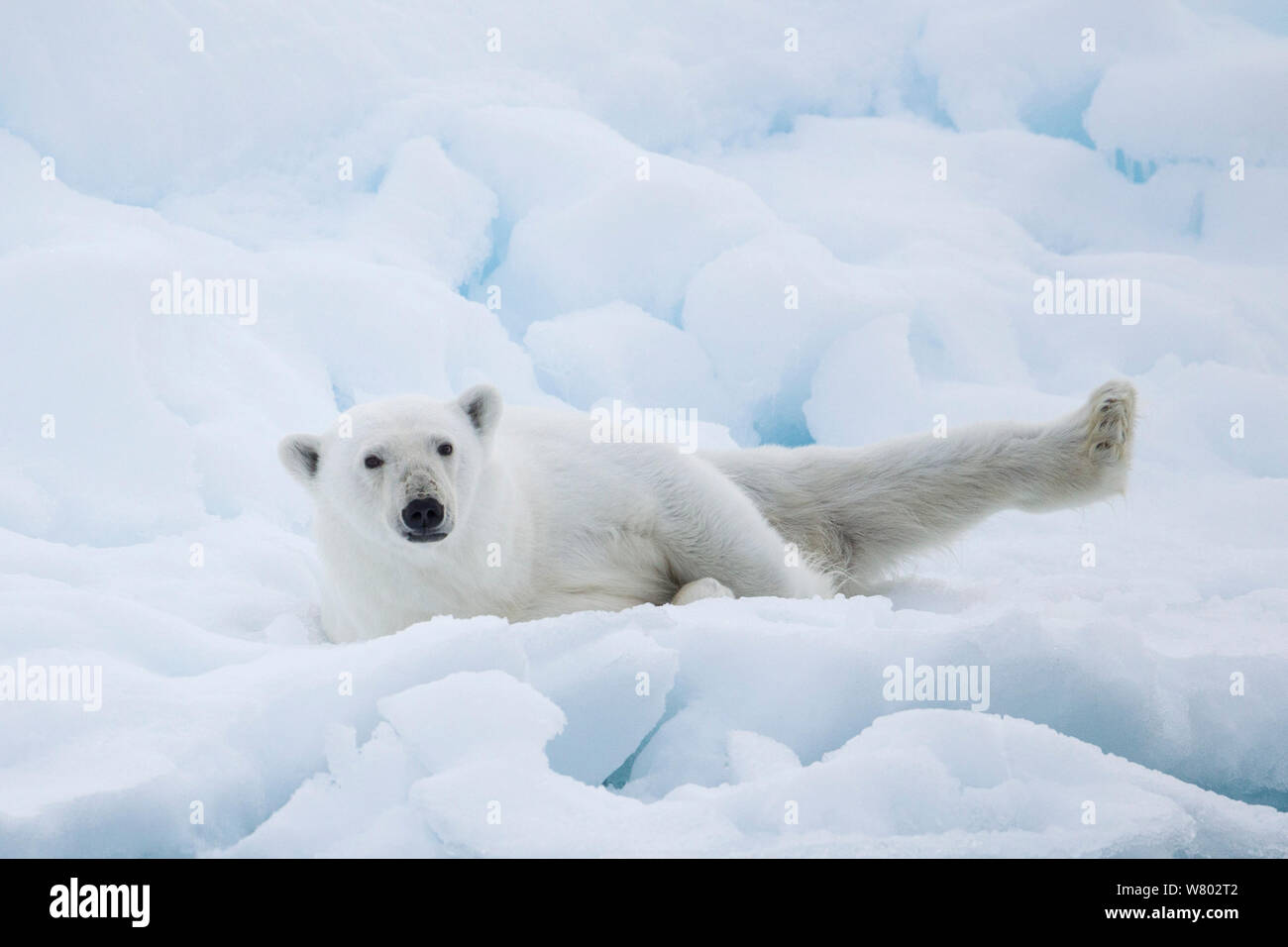 L'ours polaire (Ursus maritimus) rouler en banquise, Svalbard, Norvège, août. Les espèces vulnérables. Banque D'Images