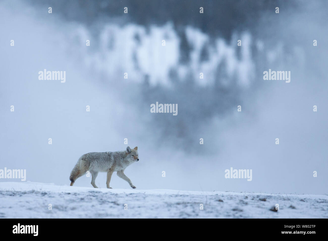 Le Coyote (Canis latrans) dans le paysage d'hiver, le Parc National de Yellowstone, aux Etats-Unis, en février. Banque D'Images
