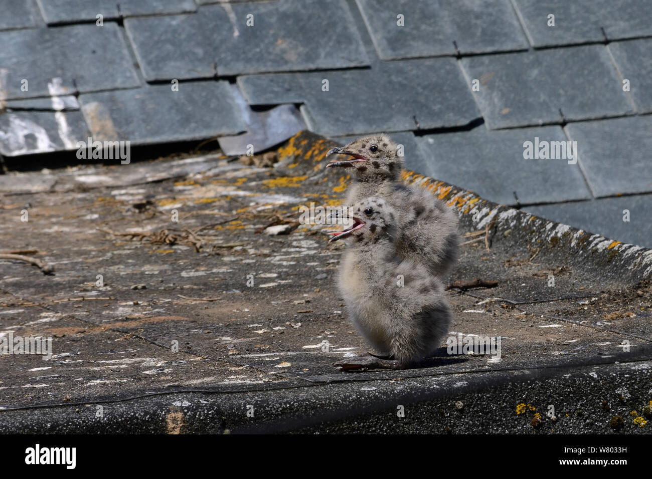 Deux poussins de goélands argentés (Larus argentatus) sur un toit béant, par temps chaud, St Ives, Cornwall, Angleterre, juin. Banque D'Images