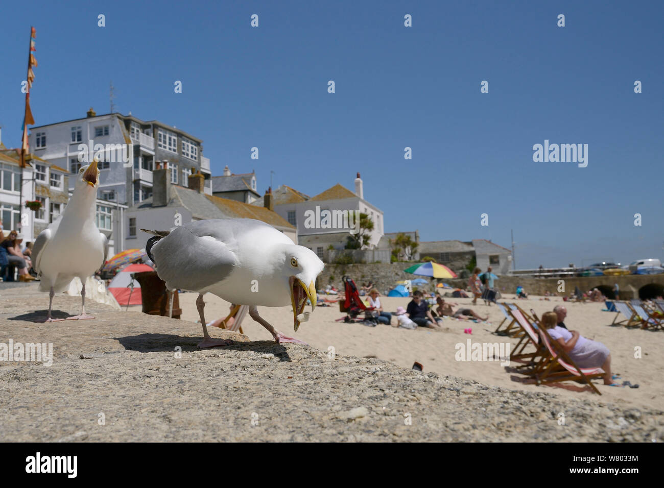 Des profils des goélands argentés (Larus argentatus) les charognards sur beach, St Ives, Cornwall, Angleterre, juin. Usage éditorial uniquement. Banque D'Images