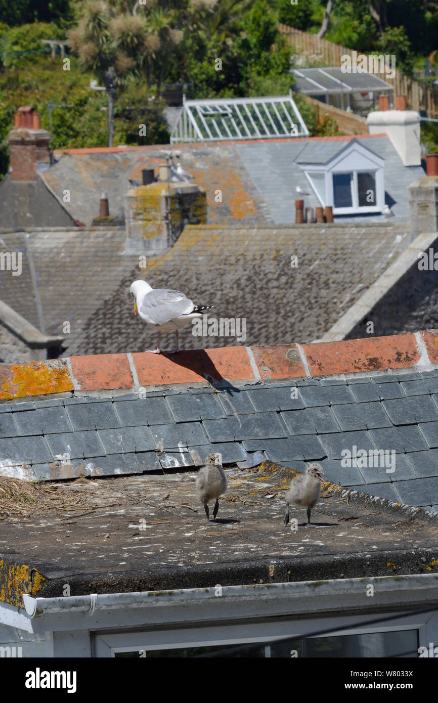 Deux poussins de goélands argentés (Larus argentatus) marcher sur un toit avec un parent perché à proximité, St Ives, Cornwall, Angleterre, juin. Banque D'Images