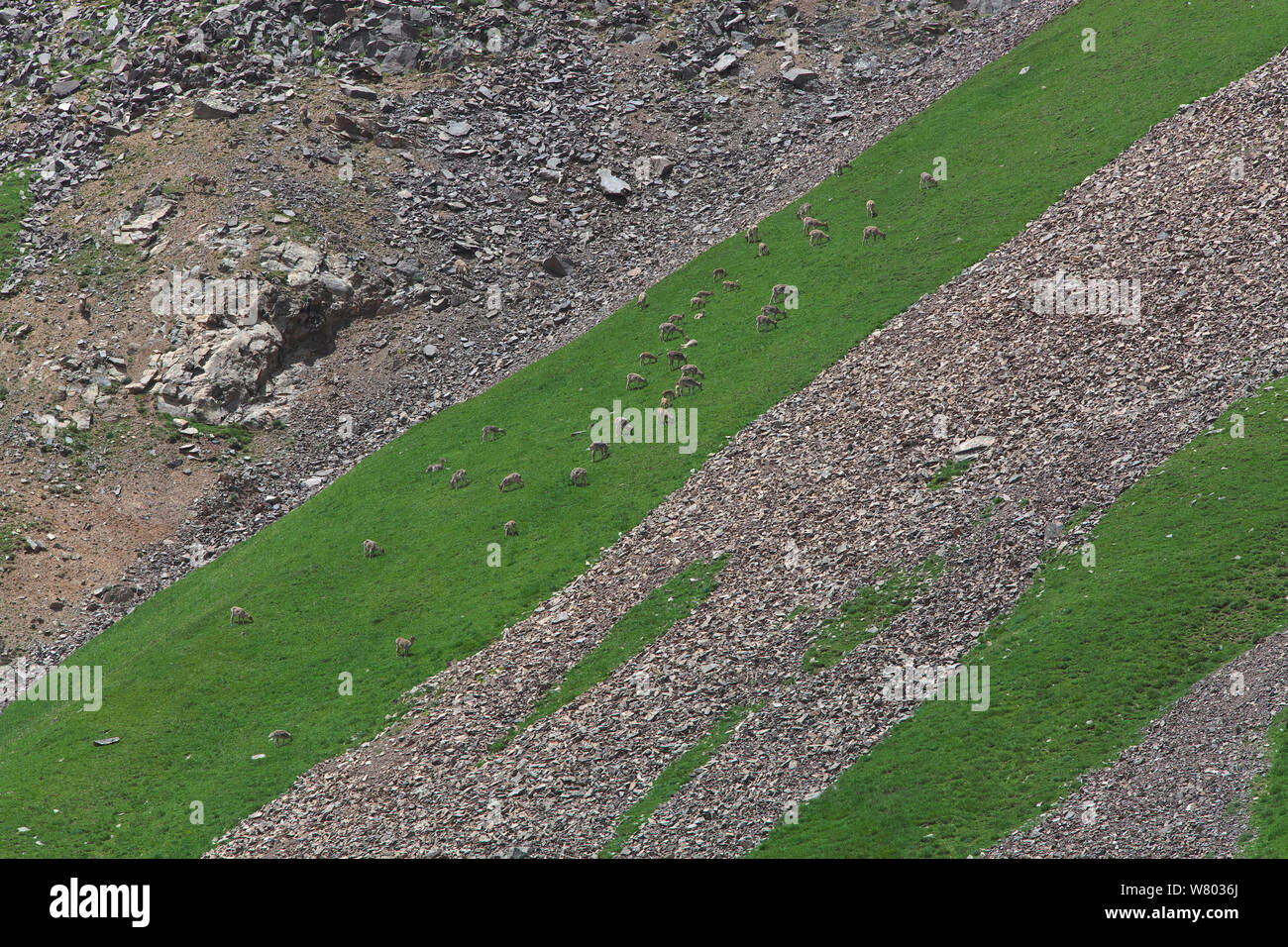 Bharal Pseudois nayaur (moutons) sur les pentes des montagnes rocheuses, Serxu Shiqu, comté, province du Sichuan, Chine, plateau du Qinghai-Tibet, août. Banque D'Images