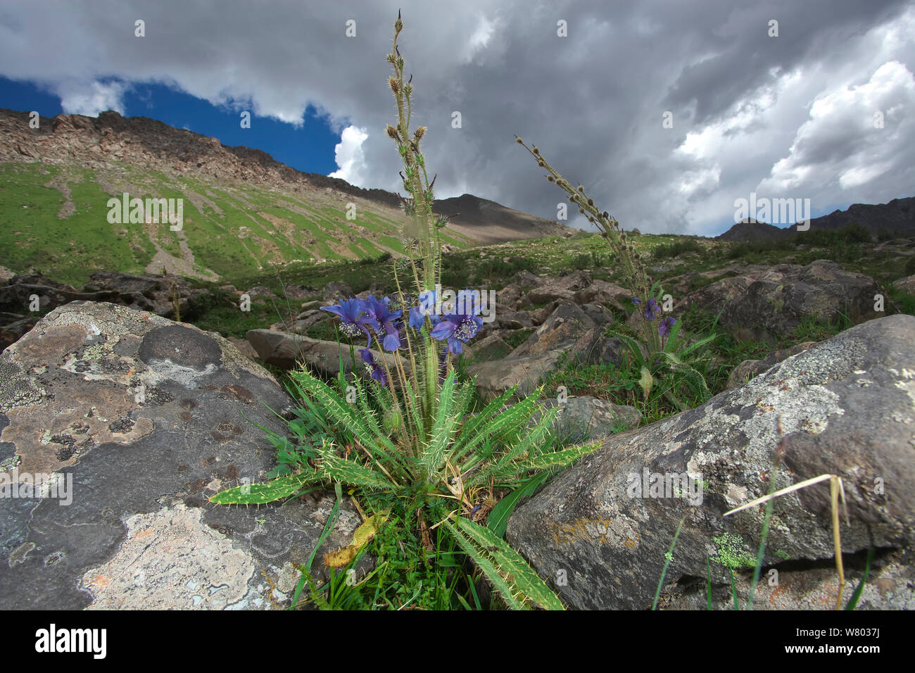 Le figuier de pavot bleu (Meconopsis horridula) dans l'habitat, Serxu Shiqu, comté, province du Sichuan, Chine, plateau du Qinghai-Tibet. Banque D'Images