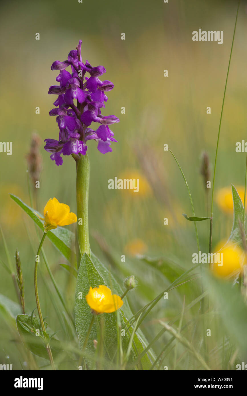 Green-winged orchid (Anacamptis morio) en fleur parmi Meadow renoncules (Ranunculus acris) dans la région de grass meadow, Ashton Cour, Bristol, North Somerset, Royaume-Uni, mai.. Banque D'Images