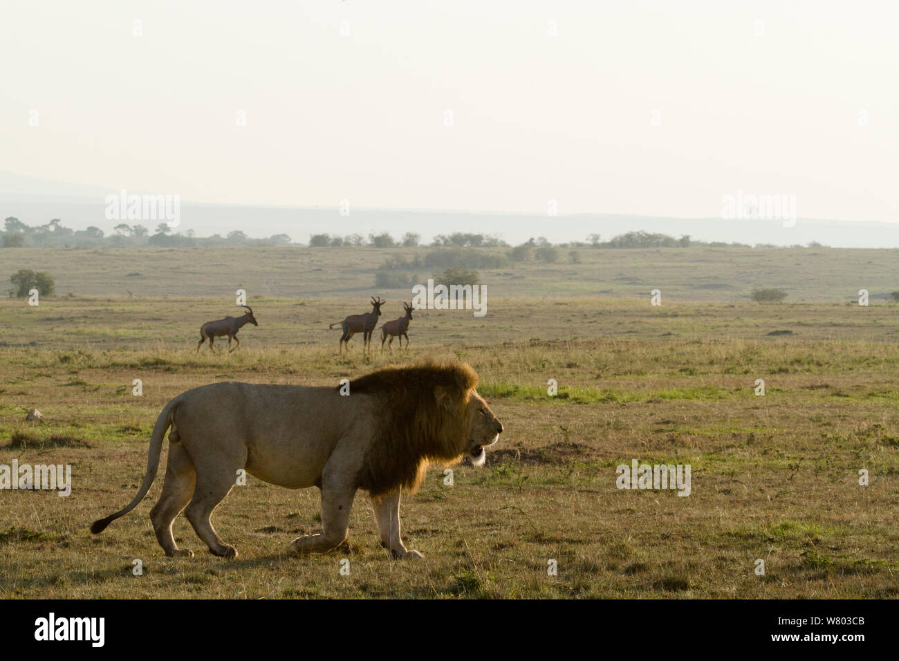 Lion (Panthera leo) mâle rugissant, avec Topi (Damaliscus korrigum) dans l'arrière-plan, Masai Mara, Kenya. Banque D'Images
