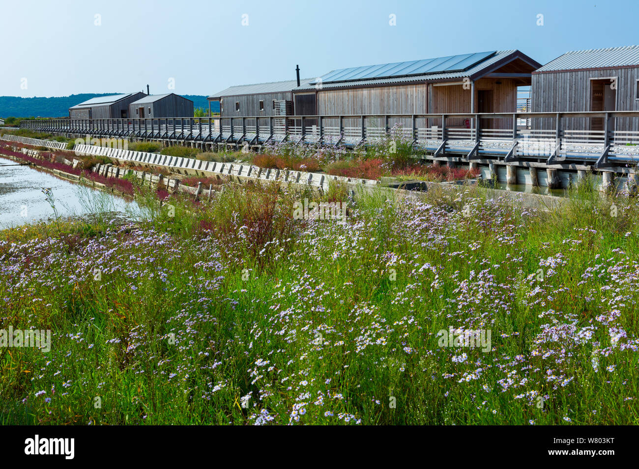 Lepa Vida Spa, et Aster fleurs, Sečovlje Parc nature saline, la Slovénie, octobre 2014. Banque D'Images