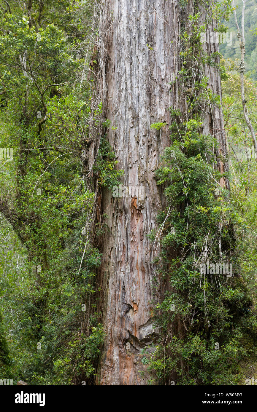 Mélèze de Patagonie (Fitzroya cupressoides) tronc, Alerce Andino Parc National, Chili, Amérique du Sud Banque D'Images