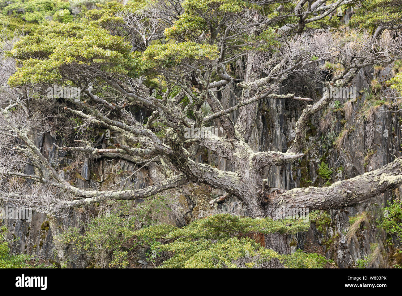 Lenga (Nothofagus pumilio) Parc National Torres del Paine, Chili. Banque D'Images