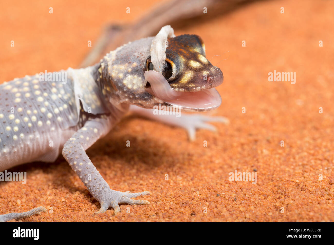 Australian barking gecko (Underwoodisaurus milii) faire la peau, captive, se produit en Australie. Banque D'Images