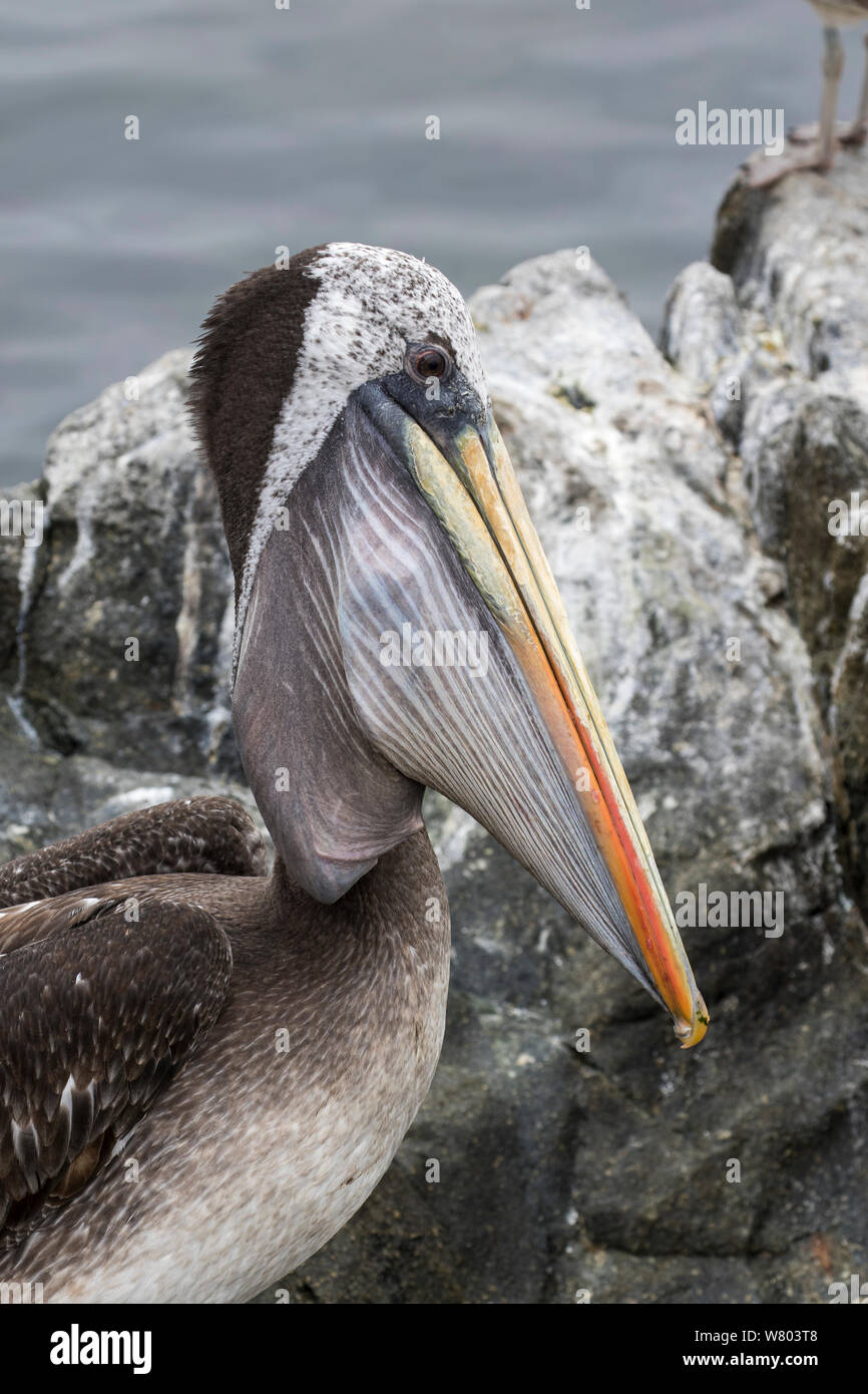 Pelican (Pelecanus thagus péruvienne), l'alimentation avec gosier plein de nourriture, la caldeira, le Chili. Banque D'Images