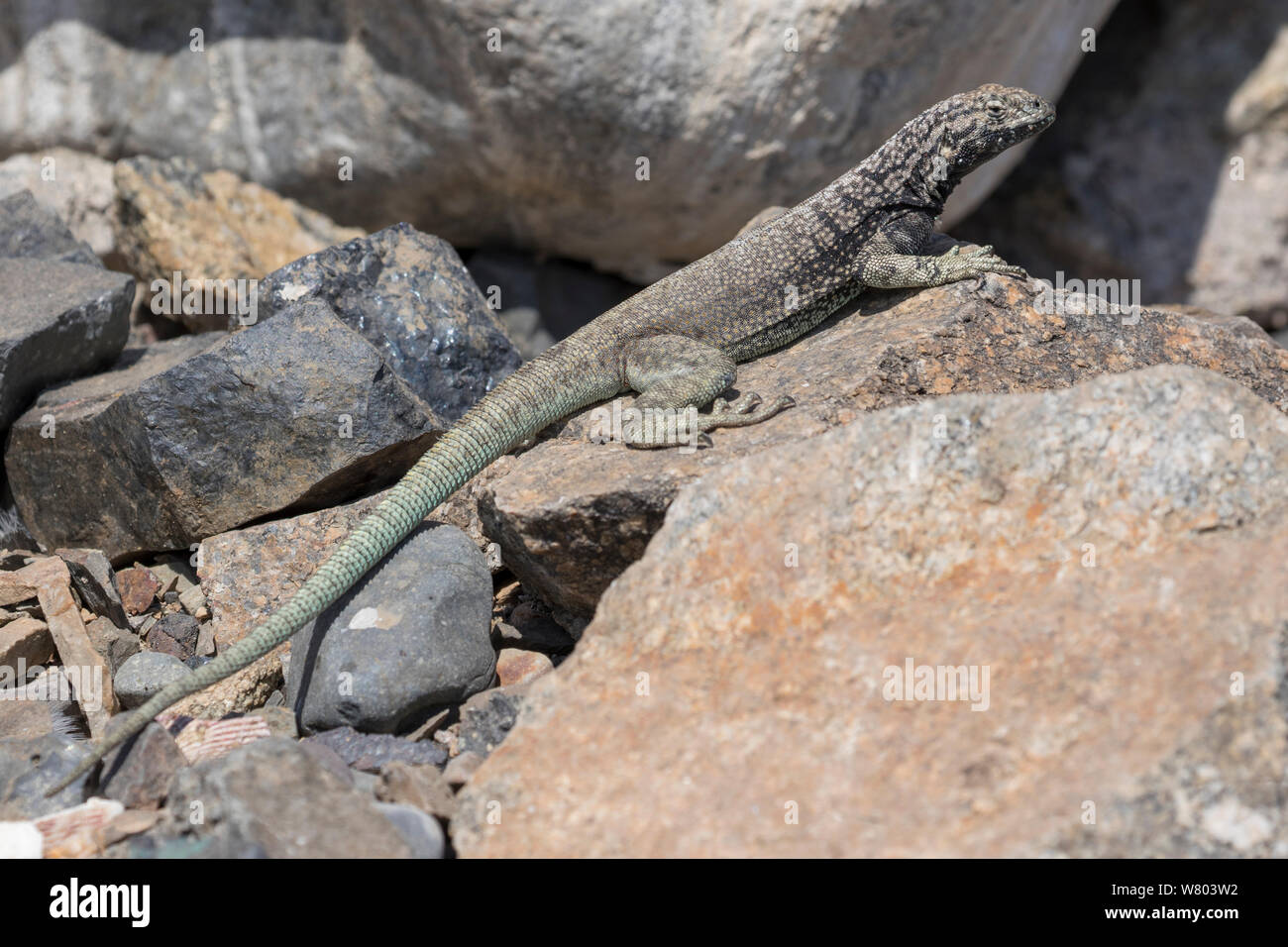 Lava lizard (Microlophus atacamensis) Parc National de Pan de Azucar, le Chili. Banque D'Images