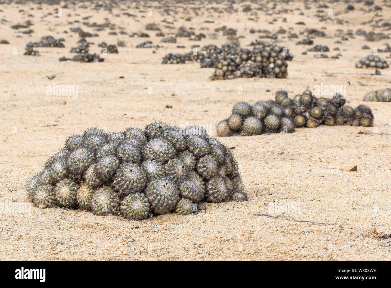 Barrel cactus (Copiapoa columna alba) tous orientés vers le nord afin de minimiser les dommages causés par le soleil de midi. Le Parc National de Pan de Azucar, le Chili. Banque D'Images