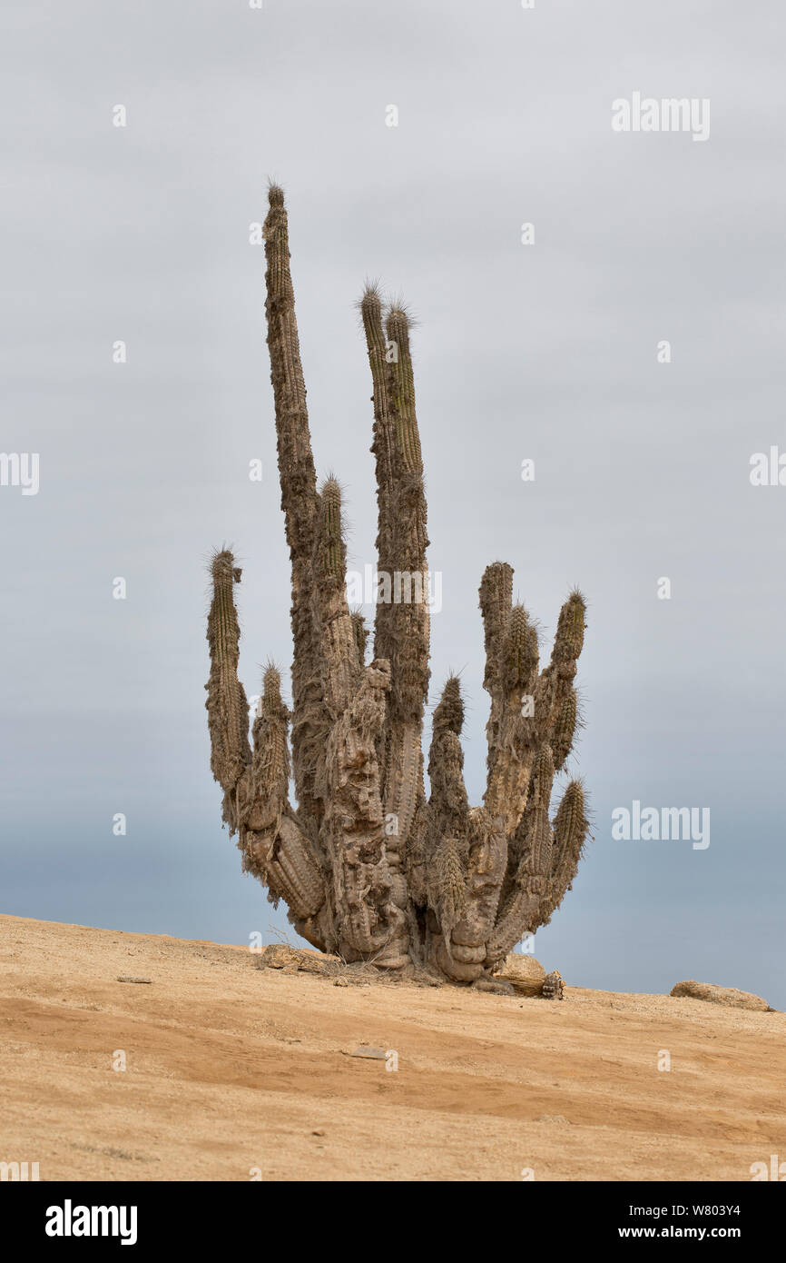 Copao Eulychnia breviflora (cactus) Le Parc National de Pan de Azucar, le Chili. Banque D'Images