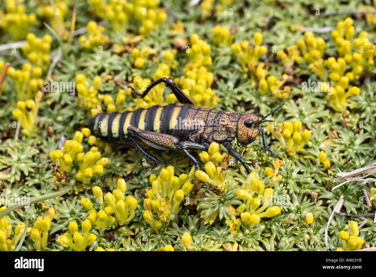 Grande sauterelle nymphe (Acridiidae) Patagonie, au Chili. Banque D'Images
