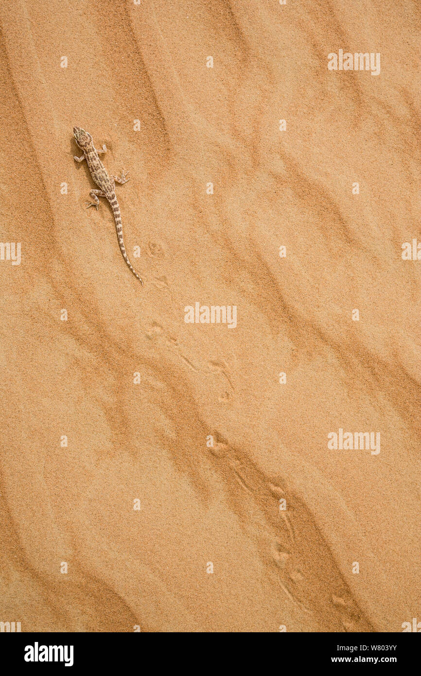 Désert arabique gecko (Bunopus tuberculatus) dans les dunes de sable, près de Al Ain, Dubaï, Émirats arabes unis. Banque D'Images