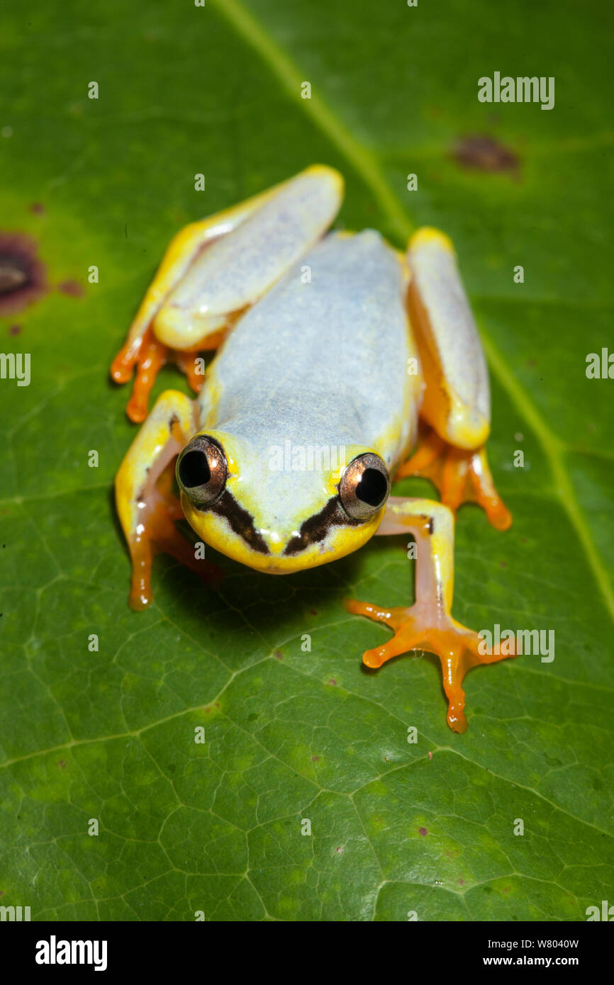 Madagascar reed grenouille (Heterixalus madagascariensis) formulaire bleu, Maroantsetra, Madagascar. Banque D'Images