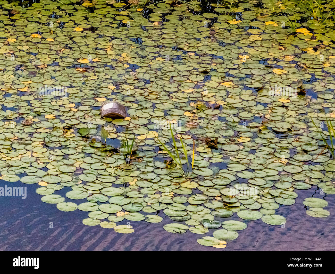 Tin Can parmi les nénuphars Banque D'Images