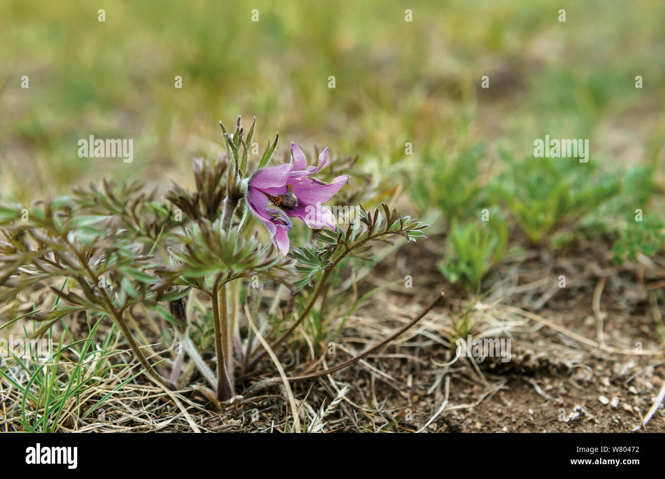 Anémone pulsatille (pulsatilla) l'île d'Olkhon, le lac Baïkal, en Russie, en mai. Banque D'Images