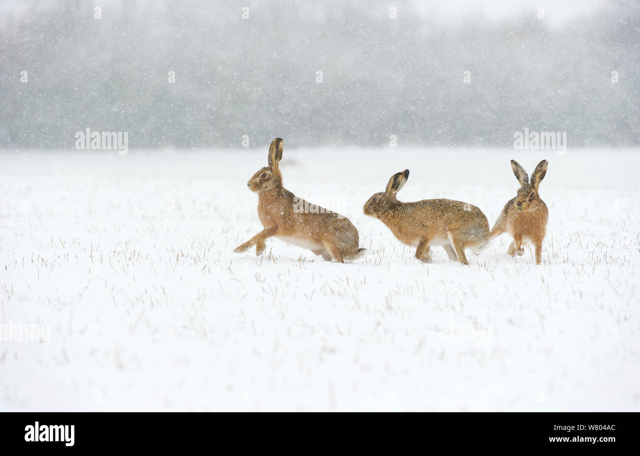 Lièvre brun (Lepus europaeus) paire de mâles (à droite) d'un séjour près d'une femelle réceptive potentiellement dans le champ couvert de neige pendant une chute de neige.Derbyshire, Royaume-Uni. Banque D'Images
