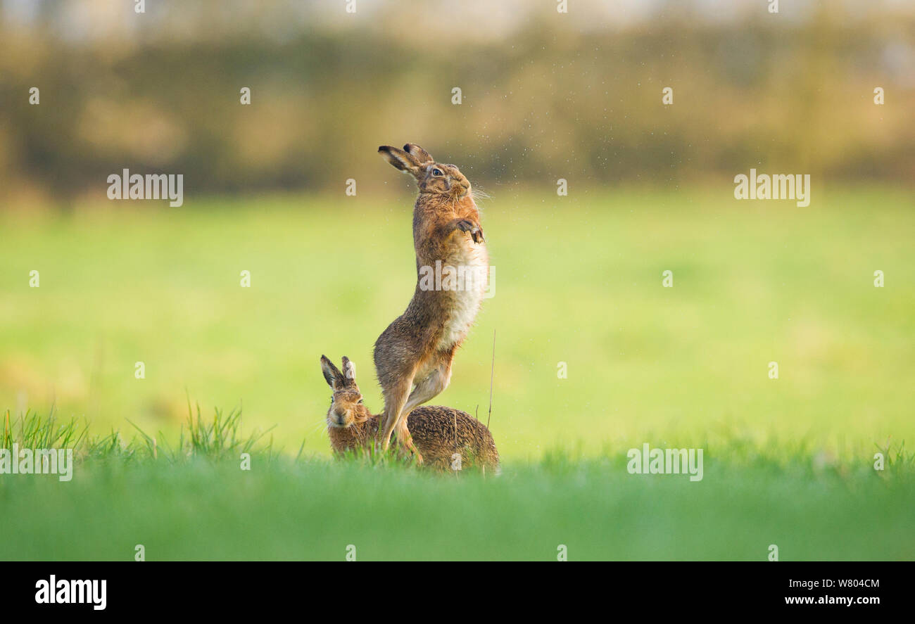 Lièvre brun (Lepus europaeus) femmes combattraient l'homme, Derbyshire, Royaume-Uni. Mars 2012. Banque D'Images
