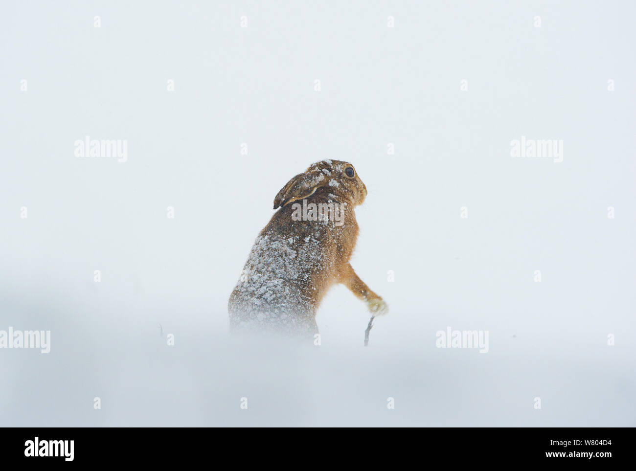 Lièvre brun (Lepus europaeus) adultes qui semble tenir un bâton de marche tout en agitant les pattes, Derbyshire, Royaume-Uni. Janvier. Banque D'Images