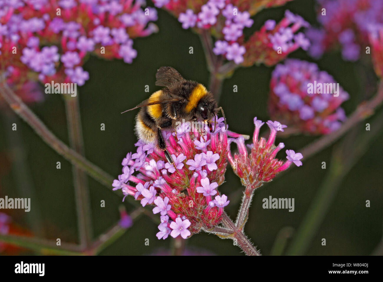 Buff-tailed bourdon (Bombus terrestris) reine se nourrissant de verveine bonariensis jardin dans Cheshire, Angleterre, Royaume-Uni. En août. Banque D'Images