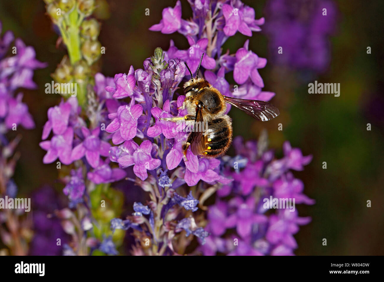 Carder la laine, le BEE (manicatum) sur l'alimentation (Purple toadflax Linaria purpurea) jardin à Cheshire, Angleterre, Royaume-Uni. Juillet. Banque D'Images