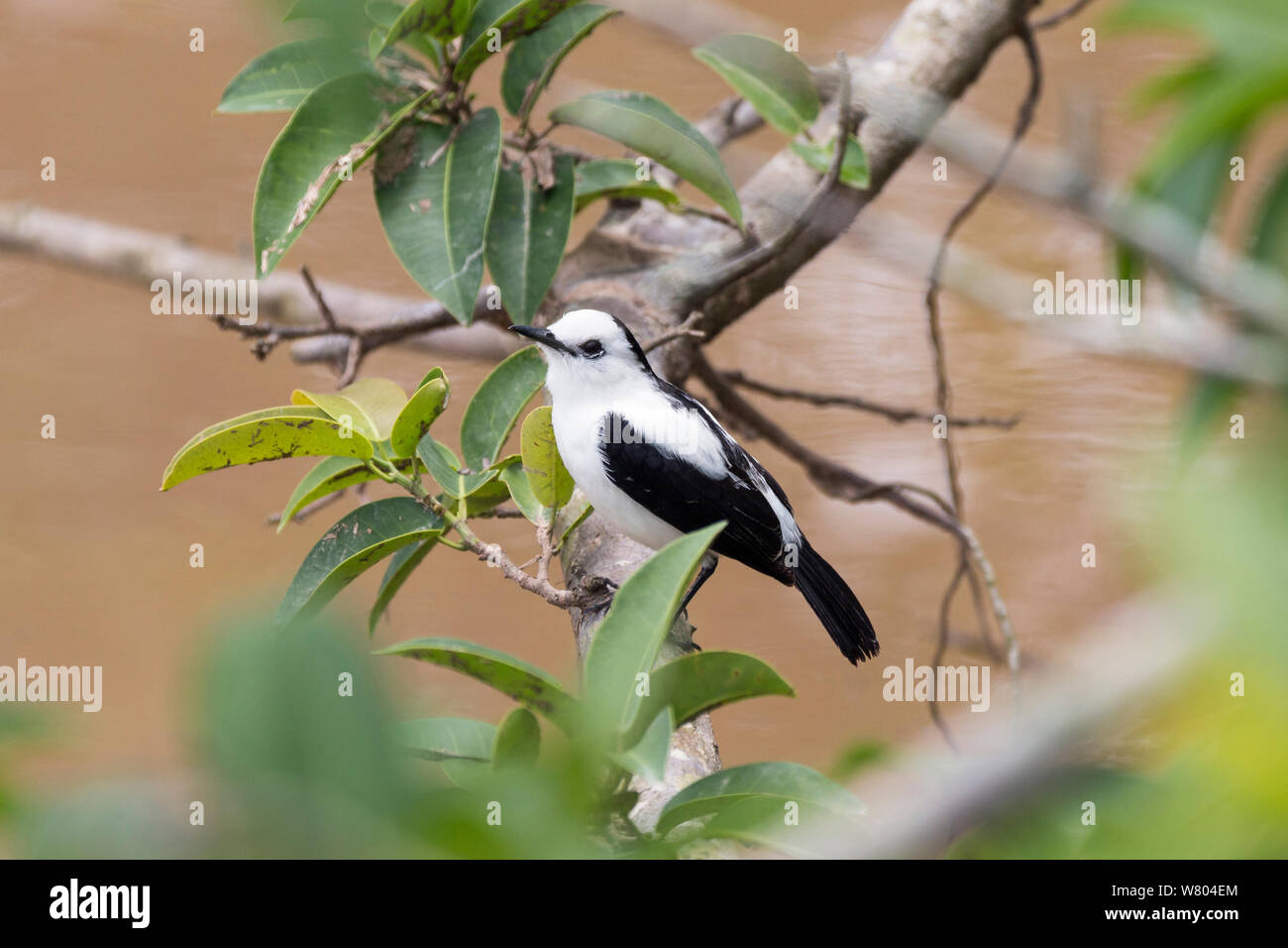 L'eau à dos noir-tyran (Fluvicola albiventer) Pucallpa, Huanuco province, bassin de l'Amazone, au Pérou. Banque D'Images