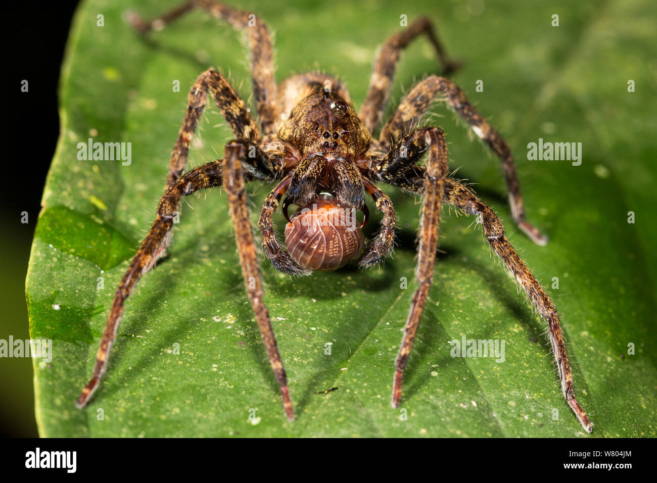 Spider pêche Ancylometes (sp) avec les proies, Panguana Réserver, Huanuco province, bassin de l'Amazone, au Pérou. Banque D'Images