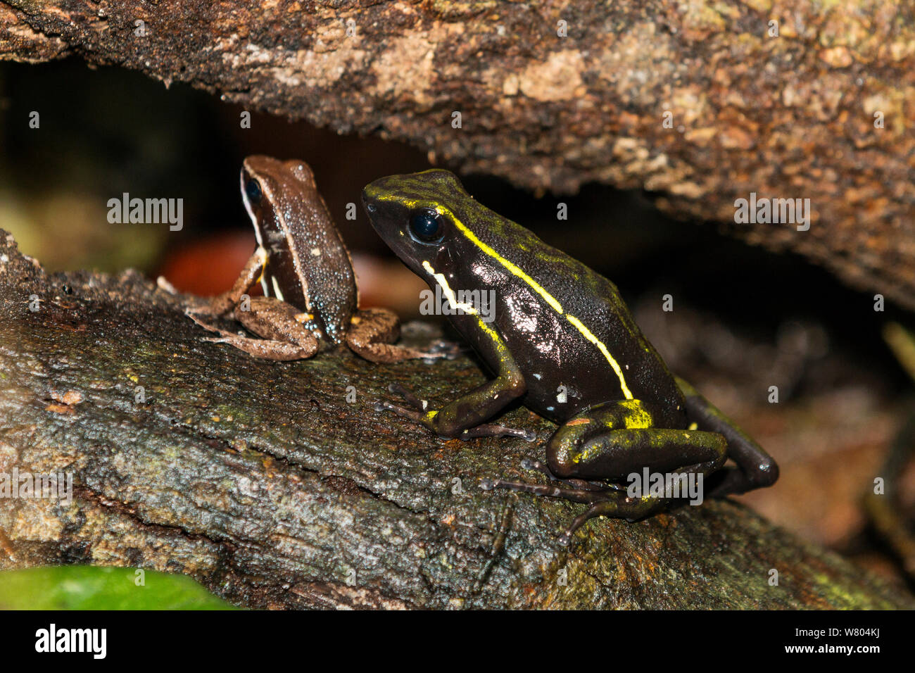 Trois-striped poison frog (Ameerega trivittata) et brillant (poison thighed Allobates fémorale) Panguana Réserver, Huanuco province, bassin de l'Amazone, au Pérou. Banque D'Images