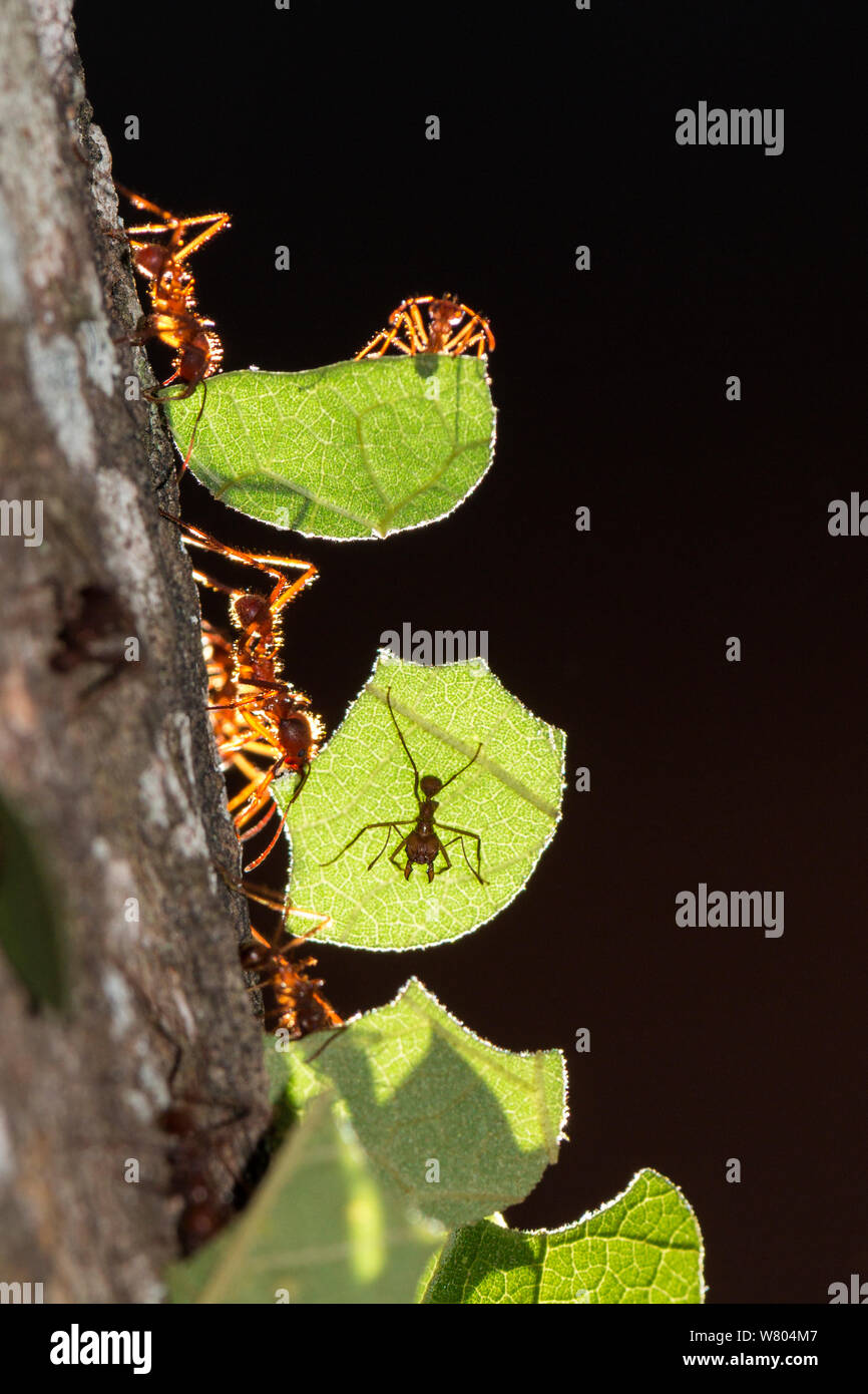 Les fourmis Atta cephalotes (osmia lignaria) transportant des feuilles, Pucallpa, Pérou, province de Huanuco. Banque D'Images