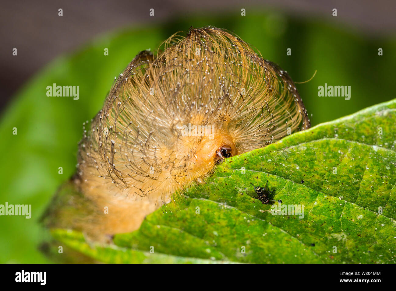 Hairy caterpillar (Megalopygidae) Panguana Réserver, Huanuco province, bassin de l'Amazone, au Pérou. Banque D'Images