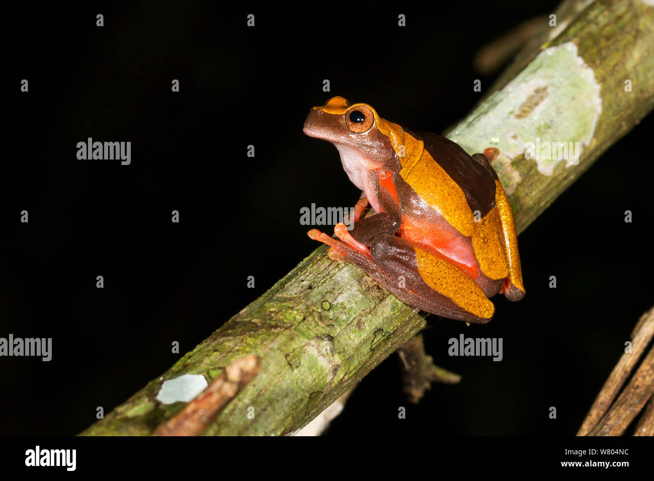 Dendropsophus leucophyllatus (grenouille) Panguana Réserver, Huanuco province, bassin de l'Amazone, au Pérou. Banque D'Images