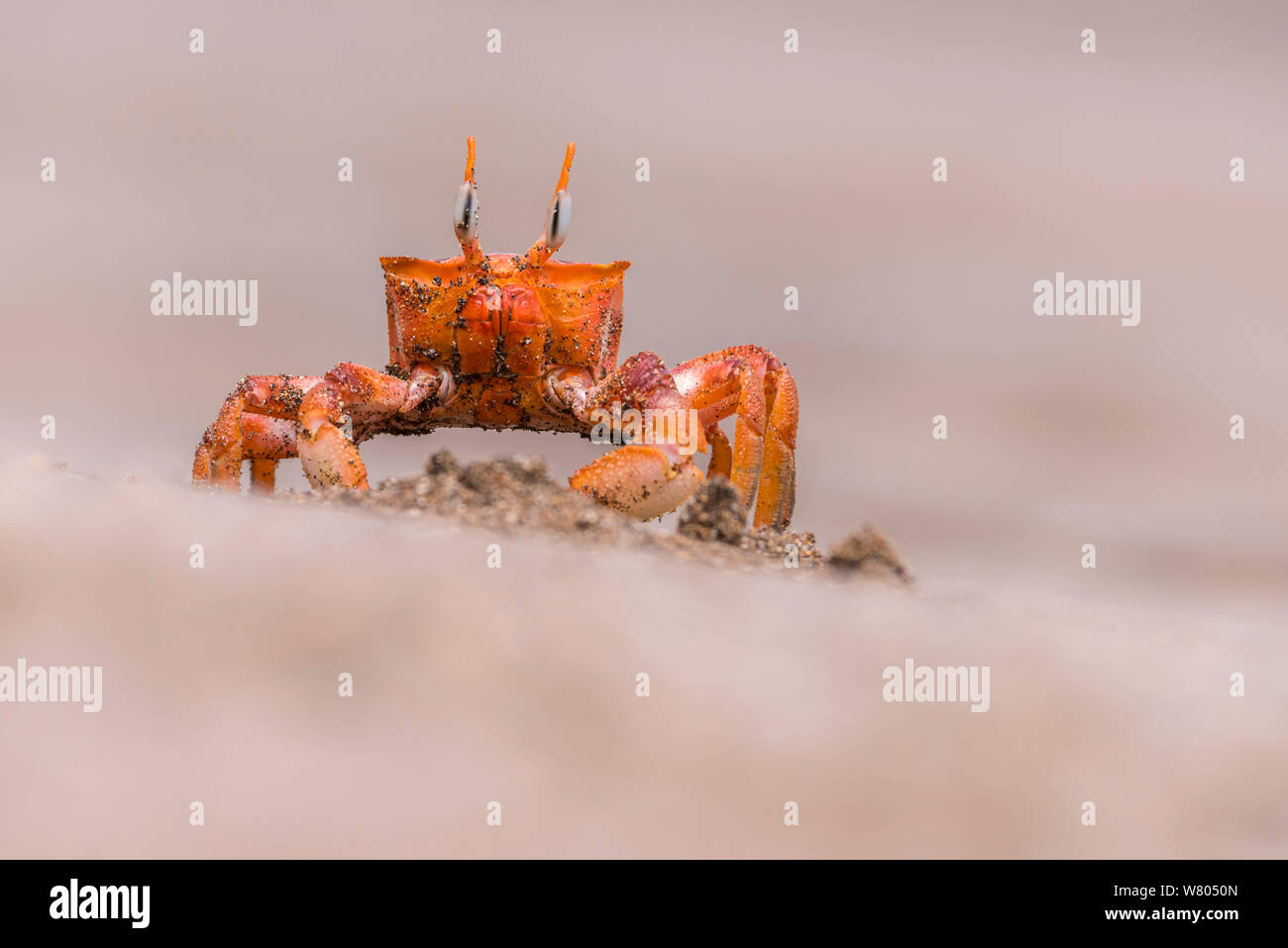 Le crabe fantôme Galapagos (Ocypode gaudichaudii) Espumilla beach, Santiago, Galapagos, Equateur. Mai. Banque D'Images