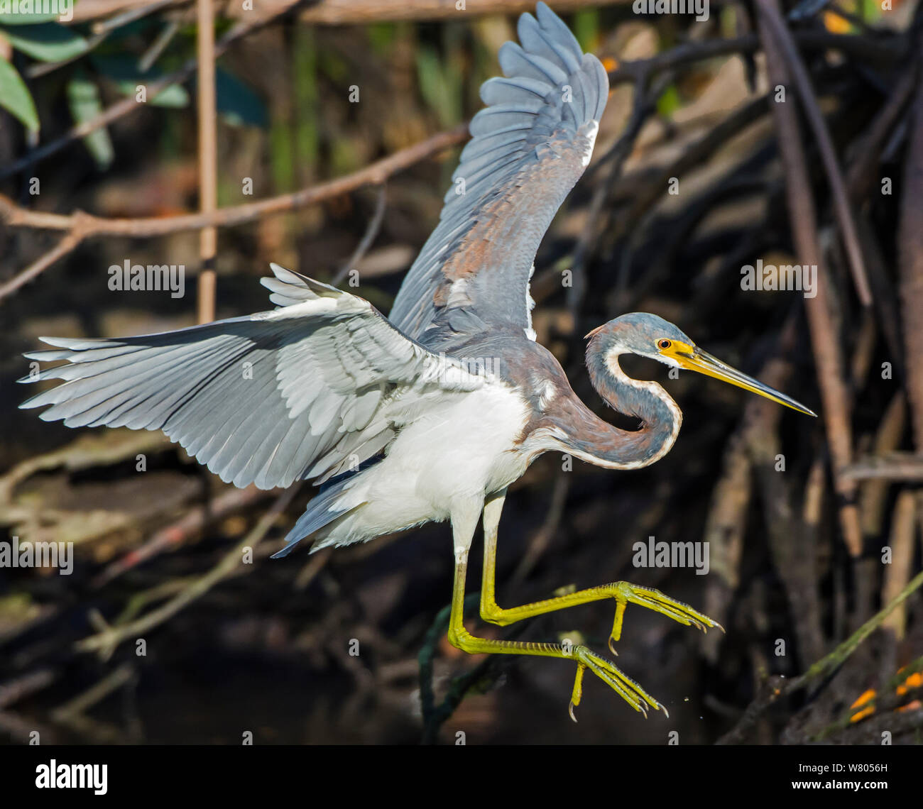 Aigrette tricolore (Egretta tricolor) landing, Parc National des Everglades, en Floride, aux États-Unis. Mars. Banque D'Images