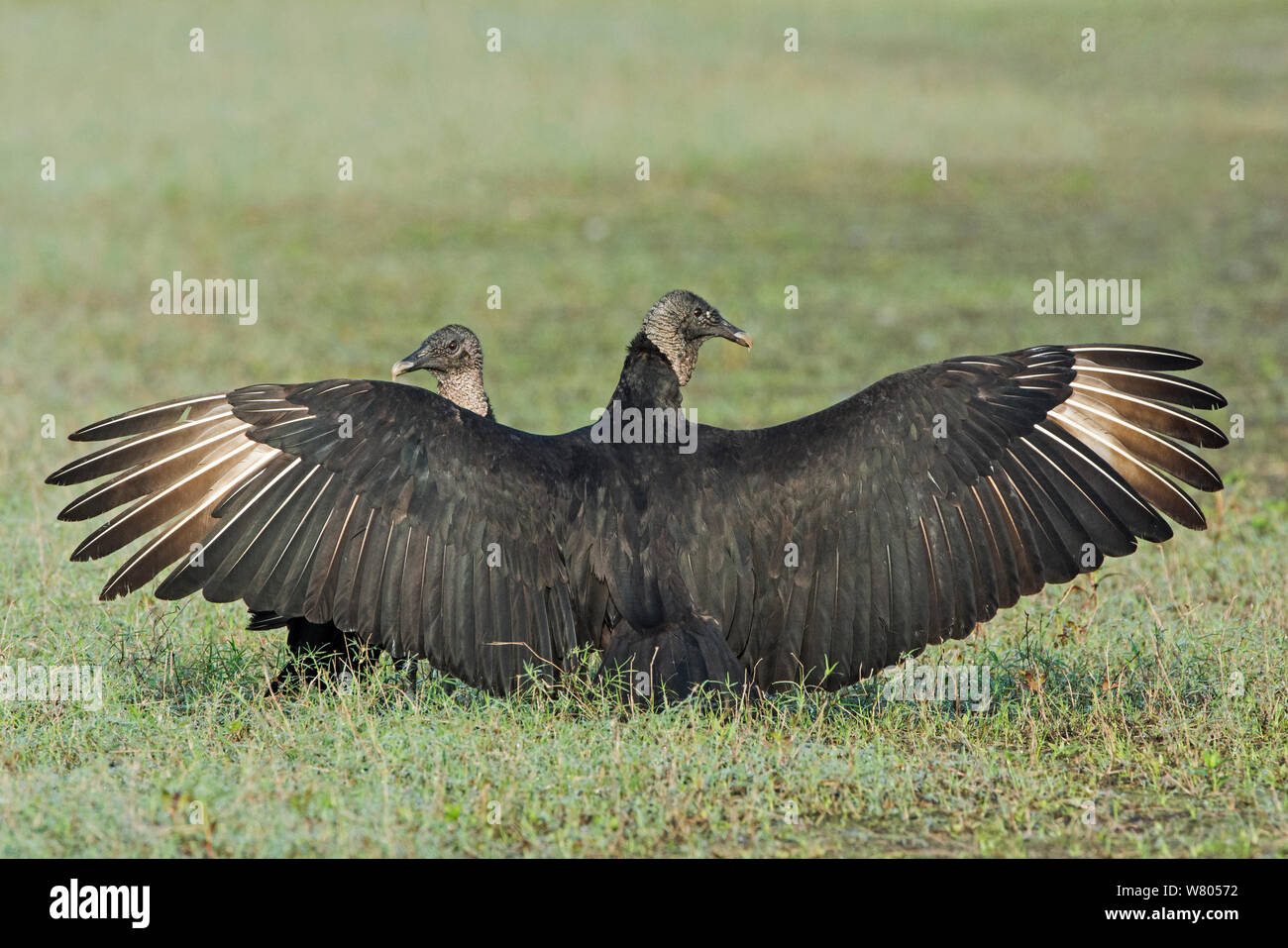 Urubu noir (Coragyps atratus) sur le sol avec les ailes déployées pour protéger carcasse, Myakka River State Park, Florida, USA, mars. Banque D'Images