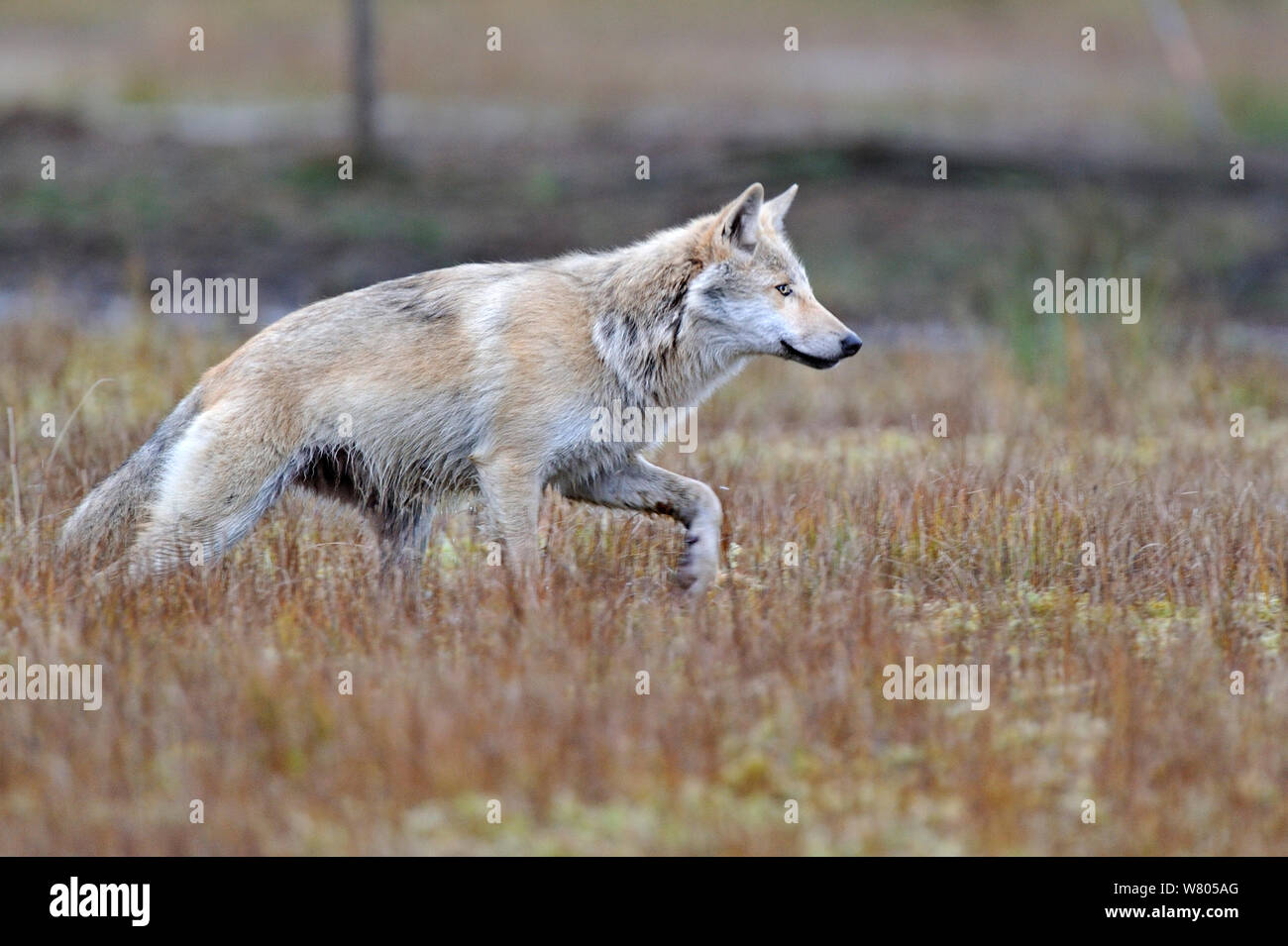 Loup gris (Canis lupus lupus) dans l'habitat, de la Finlande, septembre. Banque D'Images