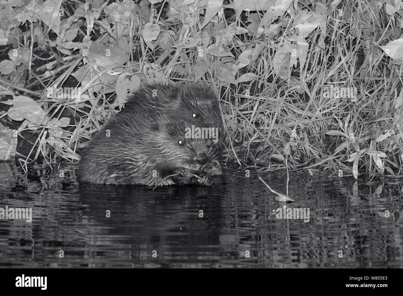 Deux d'eurasie castor (Castor fiber) dossiers se nourrissant de saule (Salix) la nuit, né à l'état sauvage sur la rivière La Loutre, partie d'une presse projet géré par le Devon Wildlife Trust, Devon, Angleterre, Royaume-Uni, août 2015. Banque D'Images