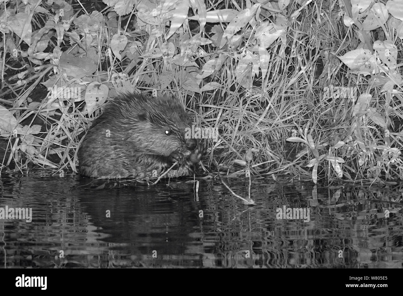 Le castor d'Eurasie (Castor fiber) kit se nourrissant de saule (Salix) la nuit, né à l'état sauvage sur la rivière La Loutre, partie d'une presse projet géré par le Devon Wildlife Trust, Devon, Angleterre, Royaume-Uni, août 2015. Banque D'Images