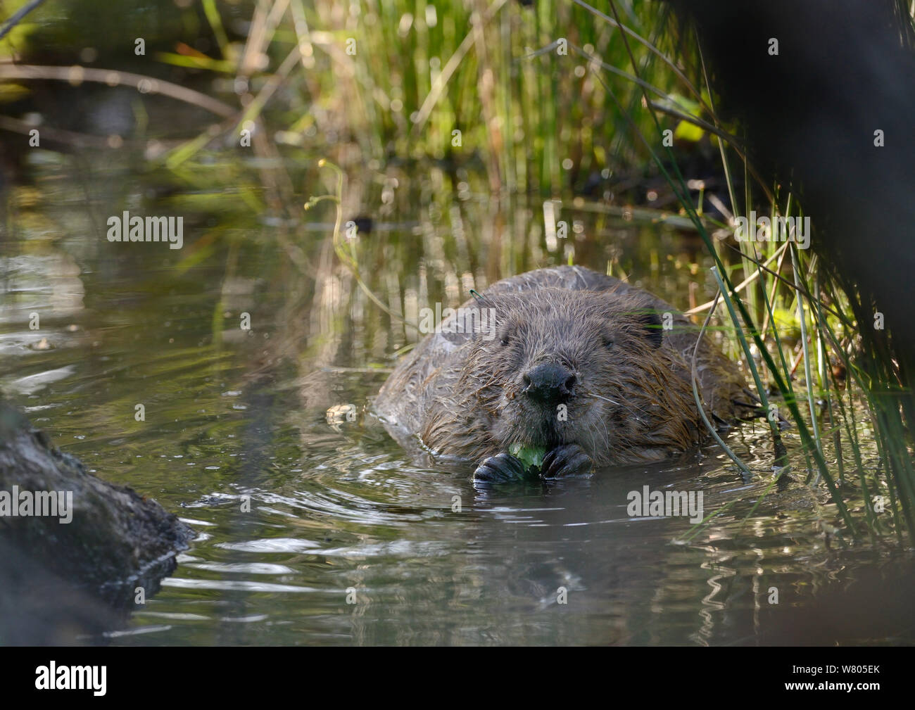 Le castor d'Eurasie (Castor fiber) manger des feuilles de bouleau dans un étang, partie de Devon Wildlife Trust&# 39;s Projet Castor Devon, Angleterre, Royaume-Uni, mai. Prises avec une caméra à distance. Banque D'Images