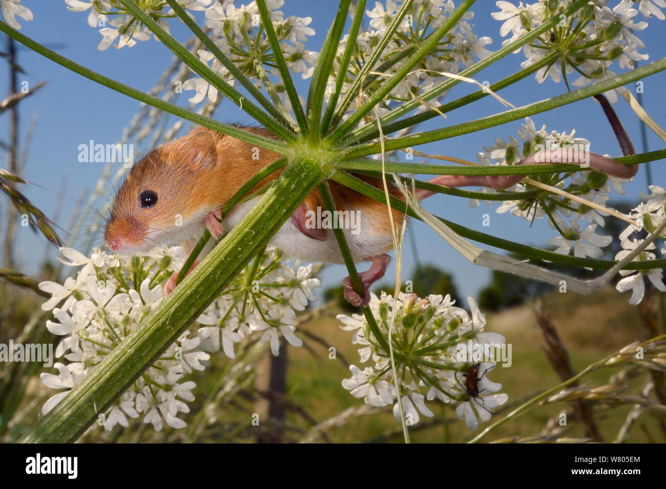 Micromys minutus (souris) accroché à une politique commune de berce du Caucase (Heracleum sphondylium) flowerhead avec ses pieds et la queue après la libération, Moulton, Northampton, Royaume-Uni, juin. Banque D'Images