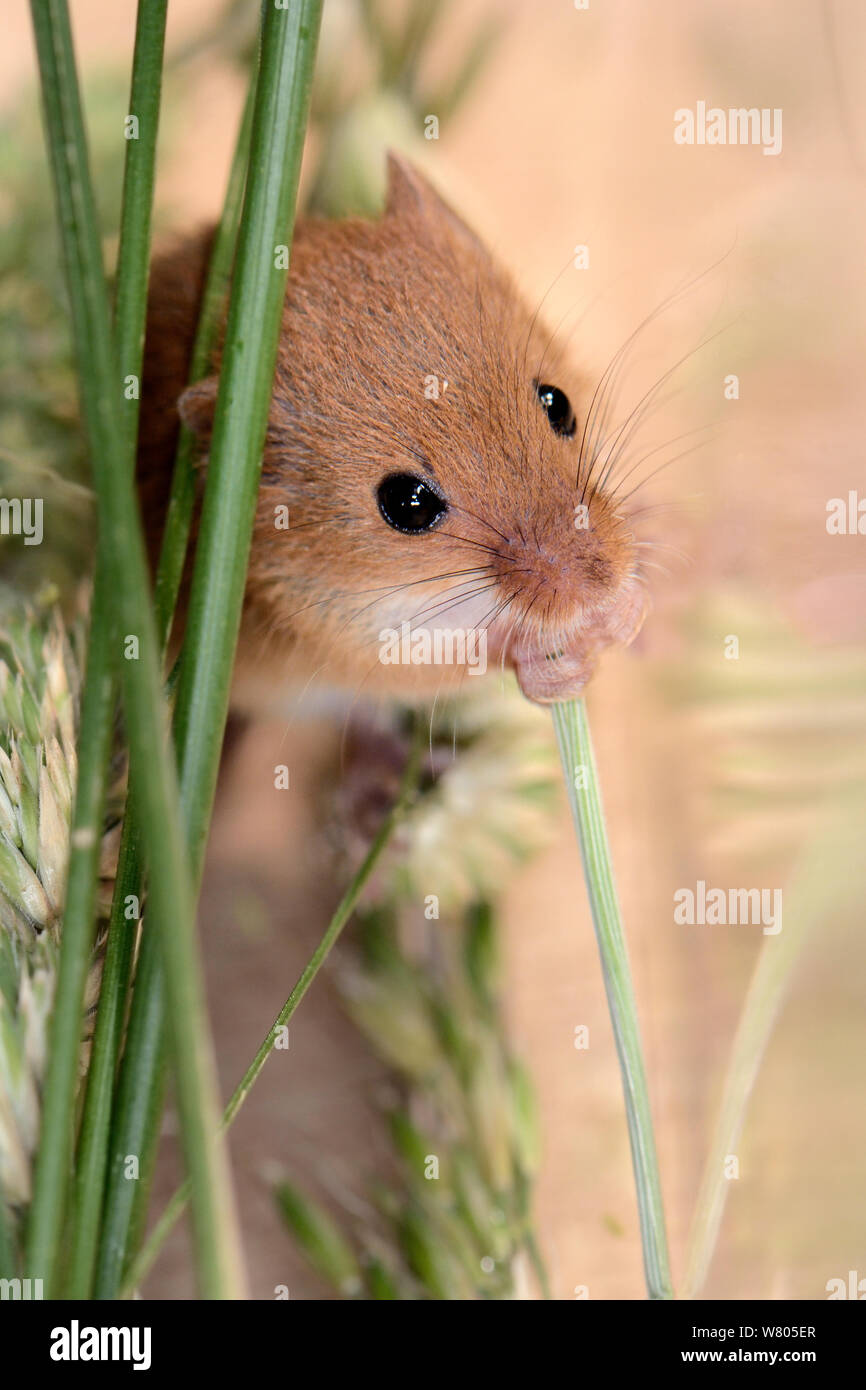 Micromys minutus (souris) de grignoter une tige grasss dans une colonie en captivité avant rejet à un site sur le terrain, Moulton College, Northampton, Royaume-Uni, juin. Banque D'Images