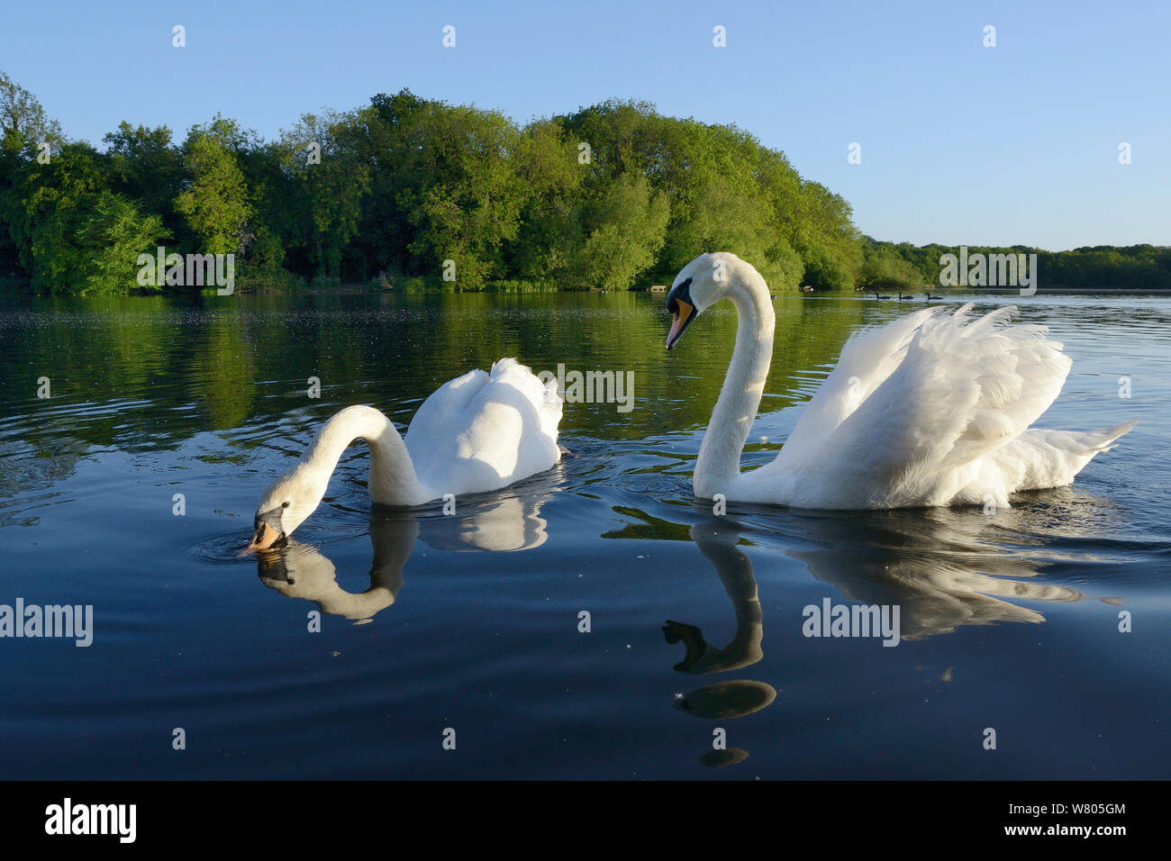 Mute swan (Cygnus olor) paire nager et boire, Coate Water, Wiltshire, Royaume-Uni, juin. Banque D'Images