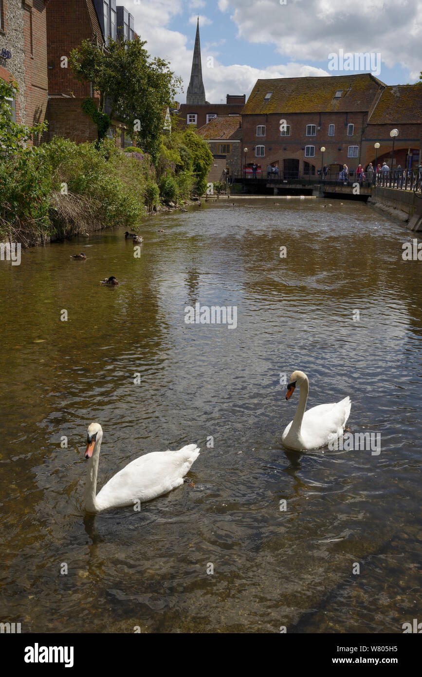 Paire de cygne tuberculé (Cygnus olor) nager sur la rivière Avon, Salisbury avec la cathédrale en arrière-plan, Wiltshire, Royaume-Uni, juin. Banque D'Images
